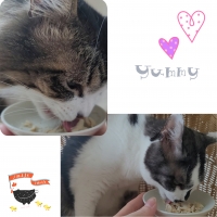 国産スモークチキンキューブ（PEPPY LIFE猫おやつシリーズ）