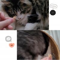 広島産　若鶏ささみジャーキー（PEPPY LIFE猫おやつシリーズ）