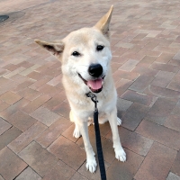 ゼンクリッパー