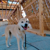 ホリスティックフードケア　ドライ 水（すい）