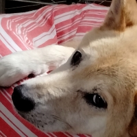 新潟もち米あられ　ころん　いちご　訳あり品