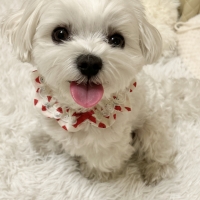 With You コトコト煮込んだ犬用ヤギミルクスープ