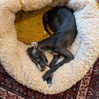 抗菌防臭ふんわりカドルベッド