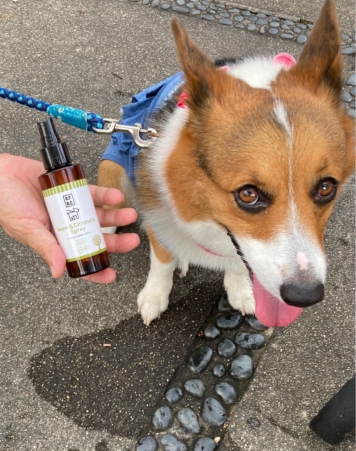 A.P.D.C　ニーム＆シトロネアスプレー虫よけスプレー たかくら新産業 A.P.D.C. ニーム&シトロネラスプレー 125ml (犬