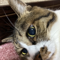 うちのこ猫ししゅうミラー