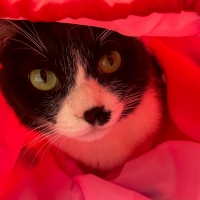 うちのこ猫ししゅうミラー