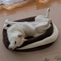 【減量したい小型犬に】ロイヤルカナン ミニ ライトウエイトケア