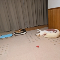 ピタッと吸着タイルマット 大判サイズ(犬 猫 滑り止め）