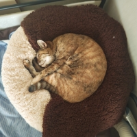 抗菌防臭ふんわりブランケット付ベッド