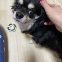 Ｓｉｐｐｏｌｅ　わんみぃ　Ｌ８０２０（オーラルケア）