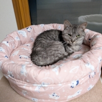 ★洗える　まあるいベッド