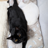 ★洗えるあごのせマット