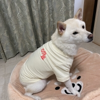 【マンダリンブラザース】ロゴクールＴシャツ