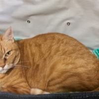 もちふわアニマルベッド