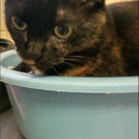 沢山のあしあと