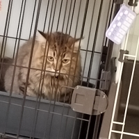 マジカルシーツＣＡＴＳ　システムトイレ用シート (コスパ 清潔)