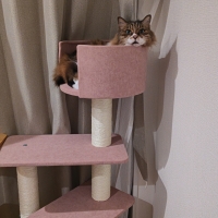 のぼりやすいらせんステップタワー（高さ119cm 据え置き型 シニア猫 子猫）