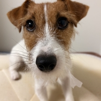 アーテミス アガリクスＩ／Ｓ 小粒（全年齢用ドッグフード）