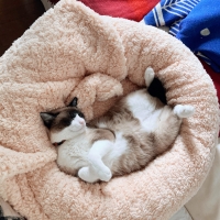 抗菌防臭ふんわりブランケット付ベッド