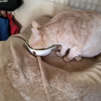 猫専用食器洗剤サラピカ