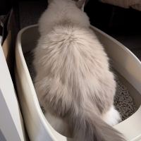 ★マジカルサンド　超清潔　システムトイレ用