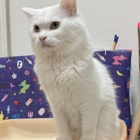 ★マジカルサンド　超清潔　システムトイレ用