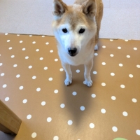 ナチュラルハーベスト キドニア