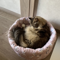 ★洗える　まあるいベッド