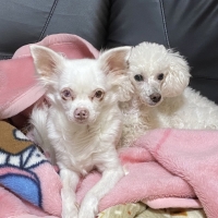 ナチュラルハーベスト シンプレックス