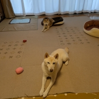 【やさい終売】わんごはんのおとも