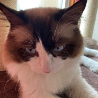 多頭用大きなダブルハンモックタワー（高さ170cm　据え置き型　多頭飼い　大型猫）