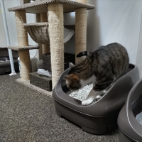 ★マジカルサンド　超清潔　システムトイレ用