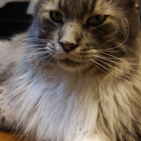 ★マジカルサンド　超清潔　システムトイレ用