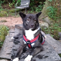 ハクサン　コンフォートゼロハーネス