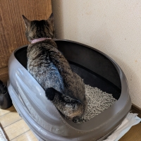 ★マジカルサンド　超清潔　システムトイレ用