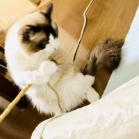 ナチュラルローゼルストリング