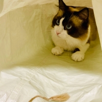 安心ノンワイヤーのにゃんこトンネル