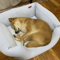 超クール・スクエアベッド