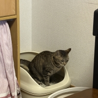 ★マジカルサンド　超清潔　システムトイレ用