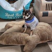 もちふわアニマルベッド