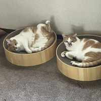 バリバリボウル （猫用ダンボール製爪とぎ）