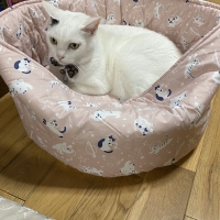 ★洗える　まあるいベッド