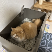 ★マジカルサンド　超清潔　システムトイレ用