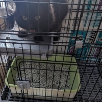 ★マジカルサンド　超清潔　システムトイレ用