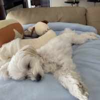 ★蒸れないふんわりクールマット・枕付き（旧：蒸れないソフトクールマット・枕付き）