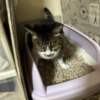 ★マジカルサンド　超清潔　システムトイレ用