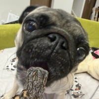 広島産 鶏レバージャーキー(PEPPY LIFE 犬おやつシリーズ)