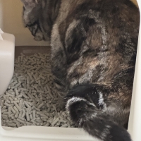 ★マジカルサンド　超清潔　システムトイレ用