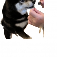 広島産 鶏レバージャーキー(PEPPY LIFE 犬おやつシリーズ)