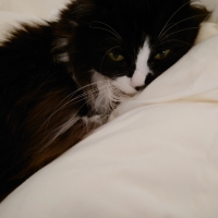 ★マジカルサンド　超清潔　システムトイレ用